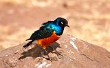 TANZANIA - Ngorongoro Crater - 42 Superb Starling Bird